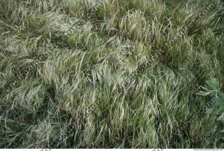 Photo Texture of Grass